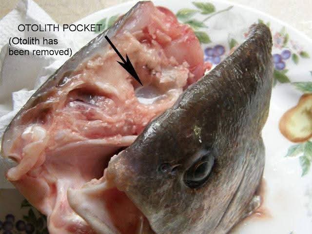 Image illustrative de l'article