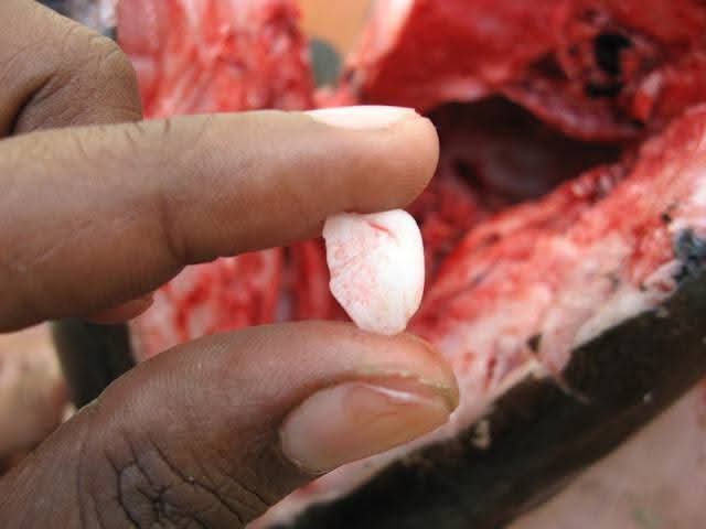 Qu'elle est cette pierre qu'on trouve dans la tête d'un poisson